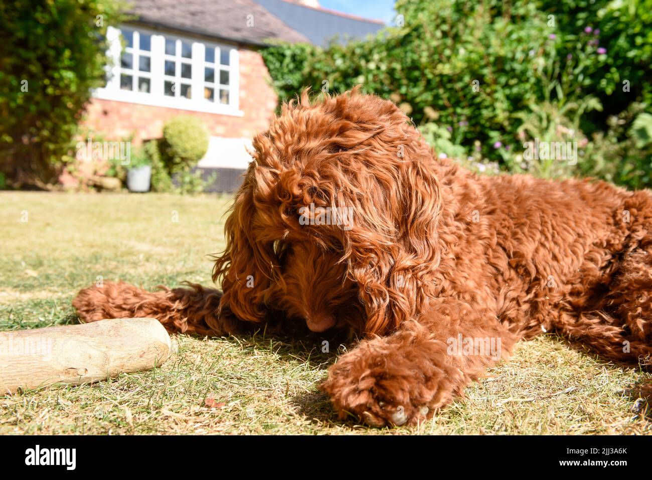 A pet puppy dog lying down on the lawn in a garden during hot weather Stock Photo