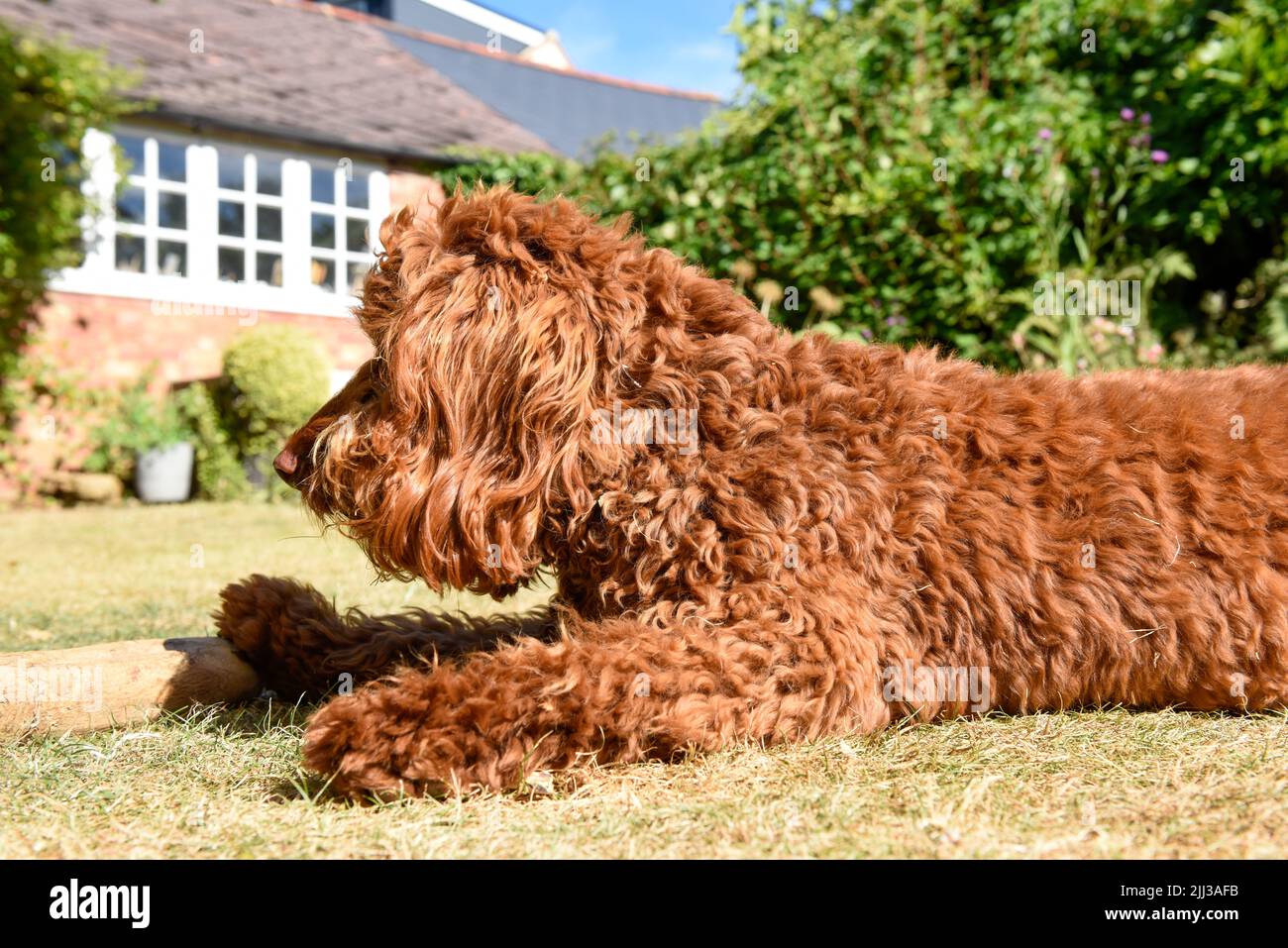 Side profile view of a shaggy brown dog with a stick outside in a garden Stock Photo