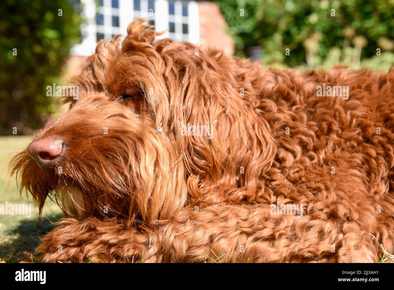 How Long Does A Cockapoo Sleep