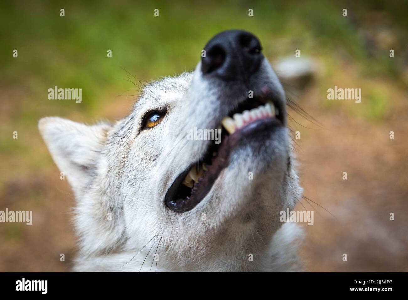Dog mouth wide open hi-res stock photography and images - Alamy
