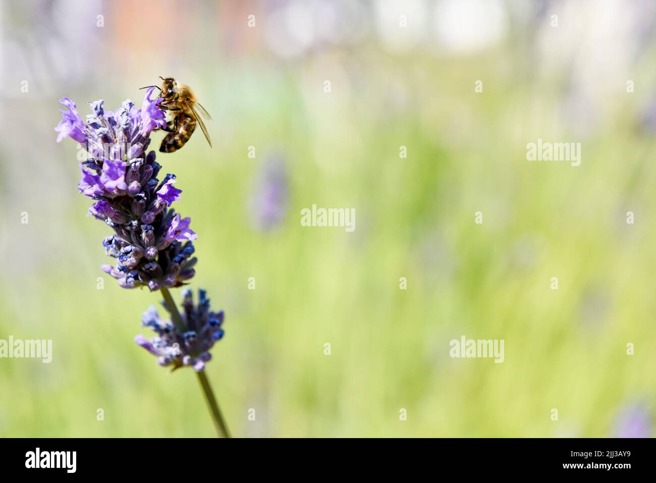 A honey bee collecting pollen from a flower as part of the making honey process Stock Photo