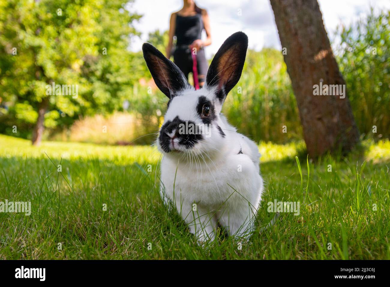 Little funny black and white rabbit on a leash walks in the garden ...