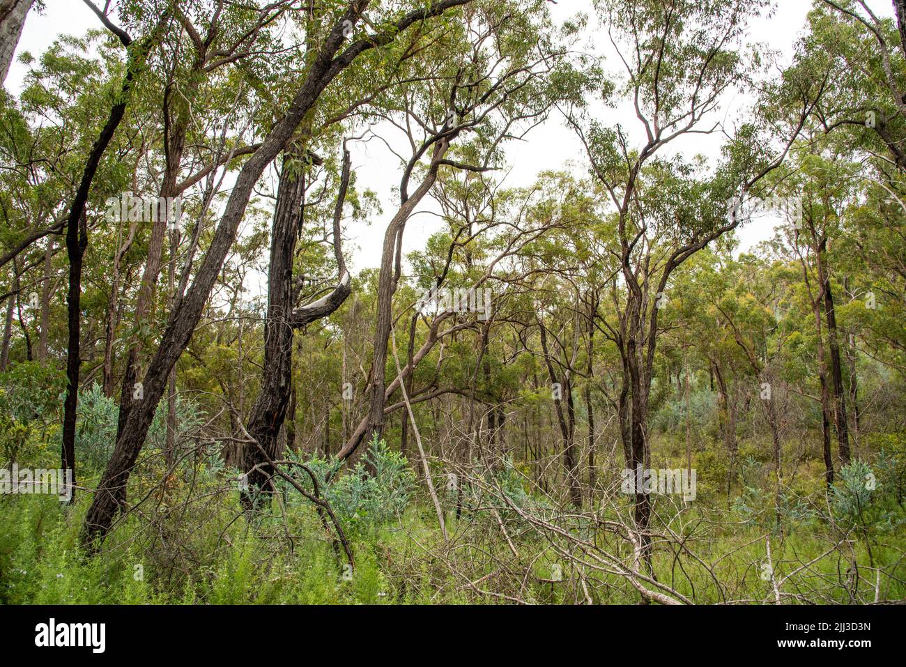 Stunning Australian bush landscape at Crows Nest Falls, Queensland Stock Photo Alamy