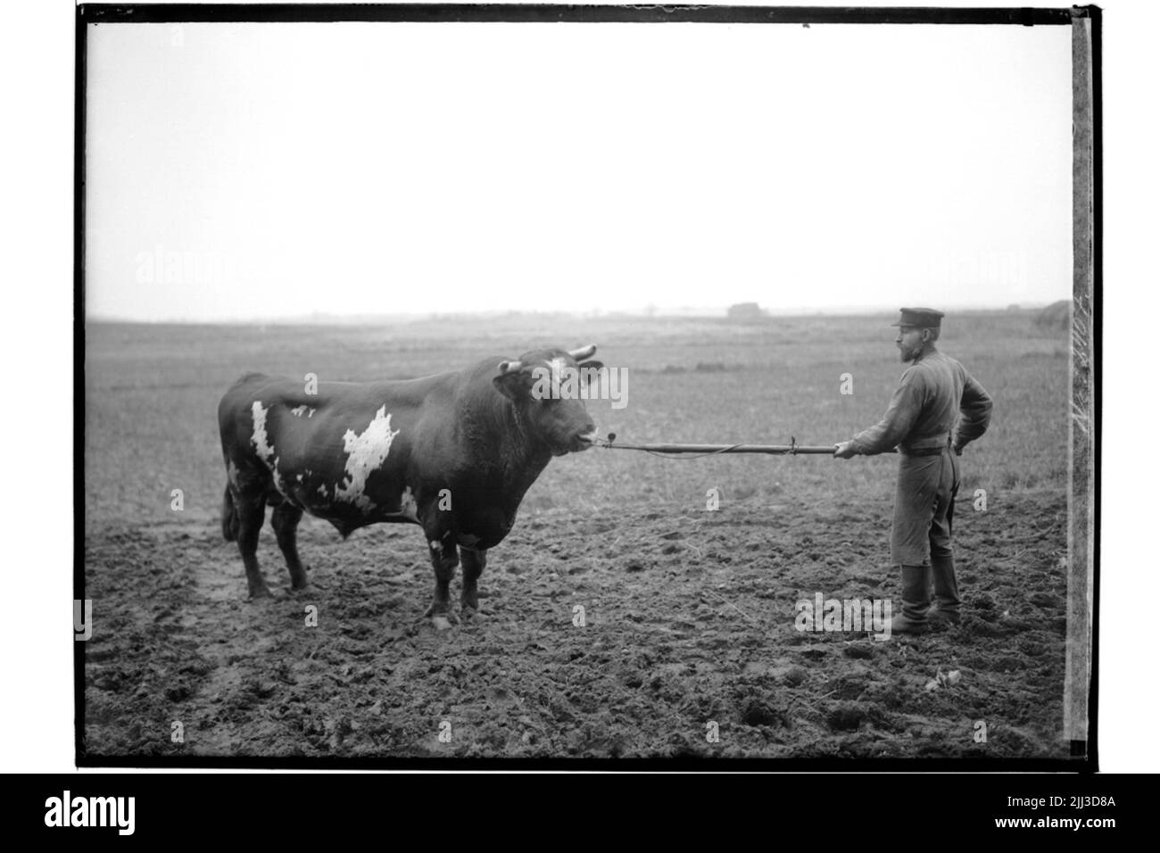 Bull handling Black and White Stock Photos & Images - Alamy