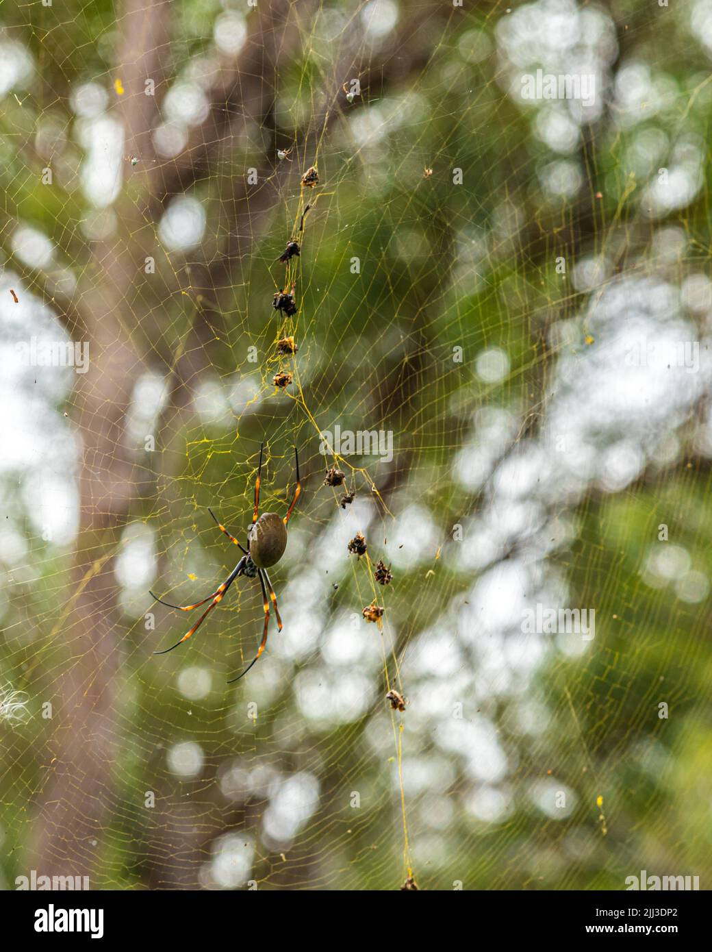 Golden silk orb-weaver Orb spider. Pictured in natural environment in ...
