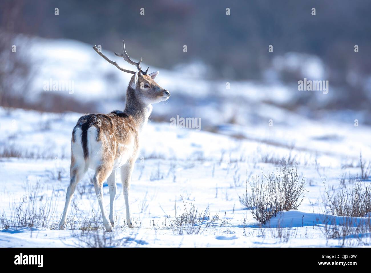 Fallow deer stag Dama Dama foraging in Winter forest snow and ice, selective focus is used. Stock Photo