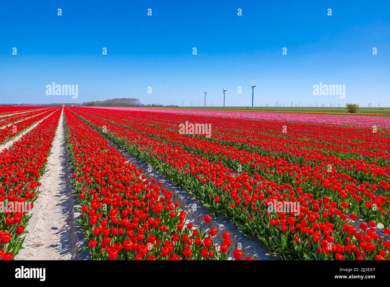 Blooming colorful Dutch red tulips flower field under a blue sky. Zeeland, the Netherlands Stock Photo