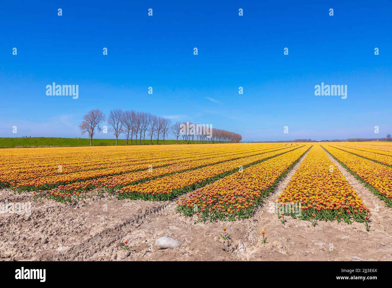 Blooming colorful Dutch yellow red tulips flower field under a blue sky. Zeeland, the Netherlands Stock Photo