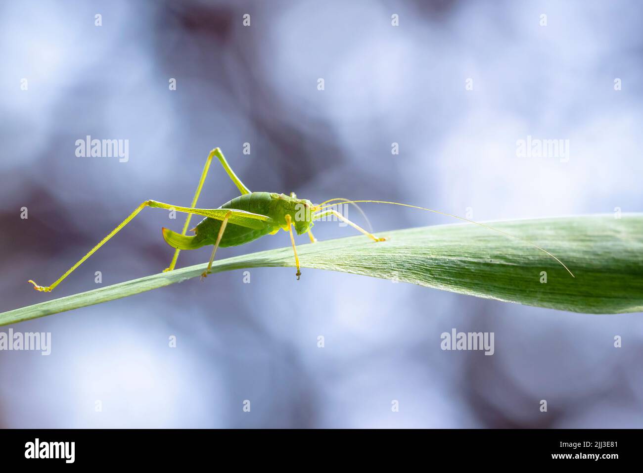Close-up pf a speckled bush-cricket, Leptophyes punctatissima Stock Photo