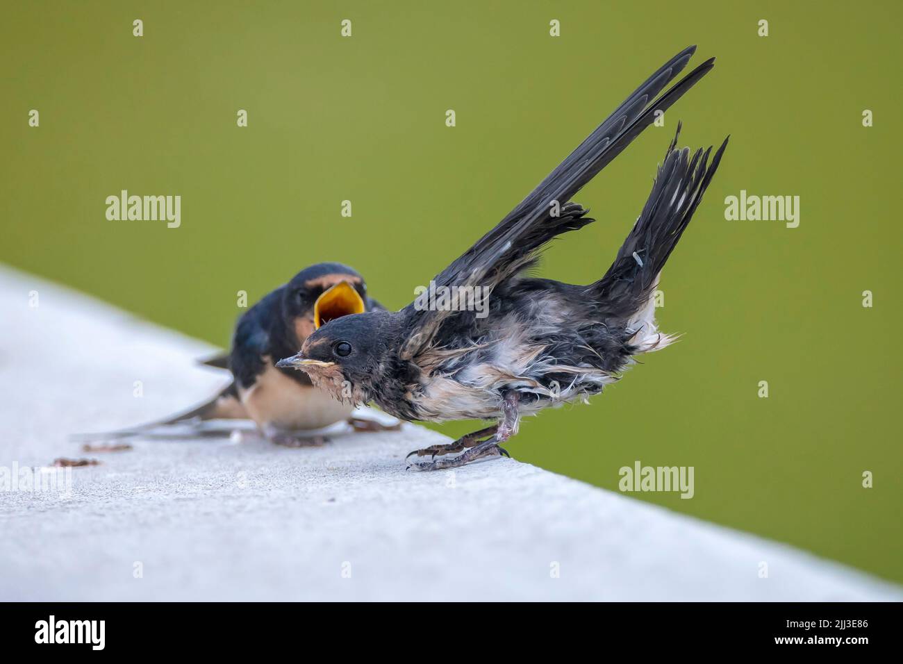 Barn Swallow, Hirundo rustica, chicks being fed.. A large group of these barn swallows foraging and hunts insects and taking their occasional rest on Stock Photo