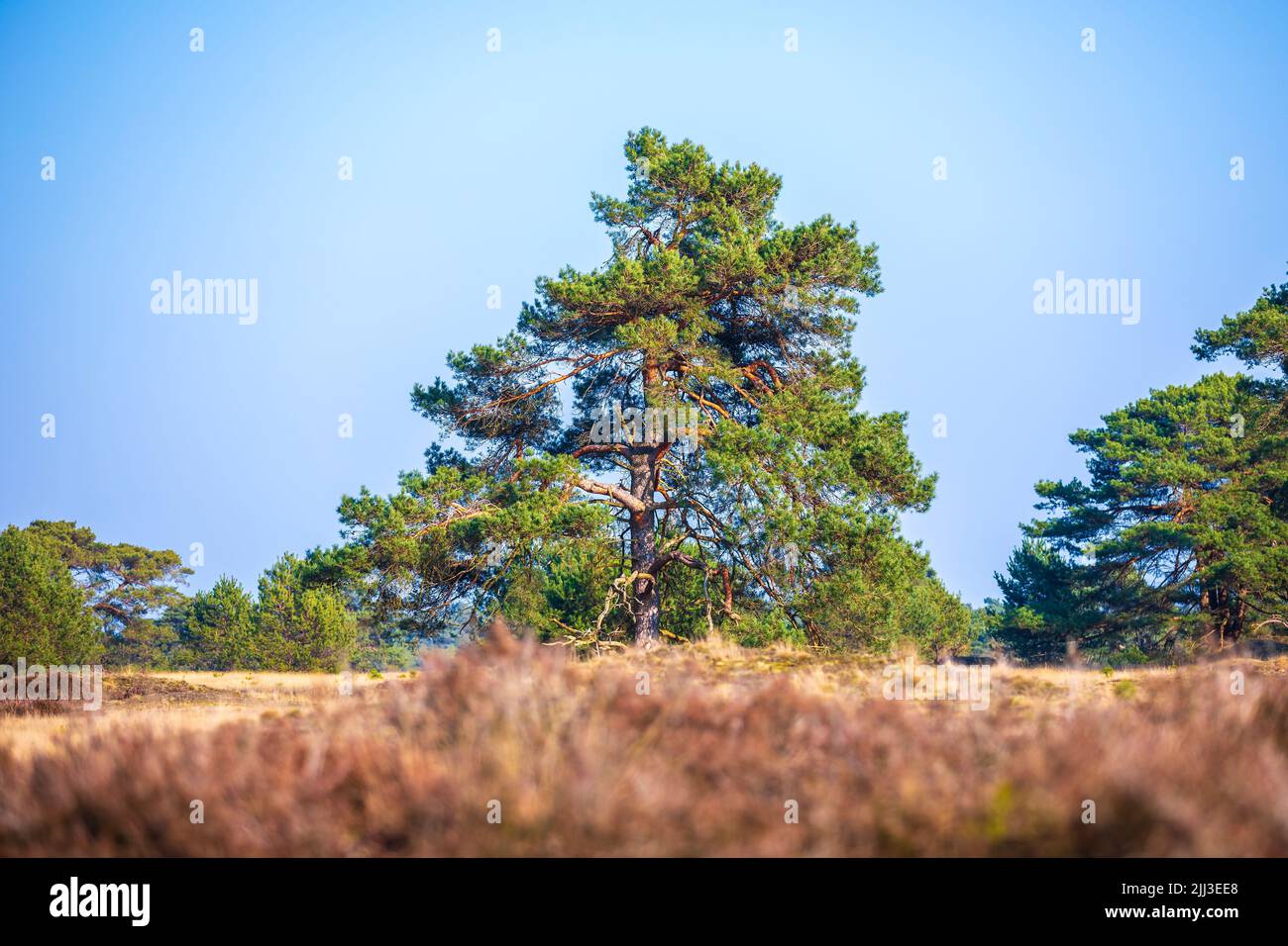Colorful moorland landscape, national park Hoge Veluwe Holland during Springtime Stock Photo