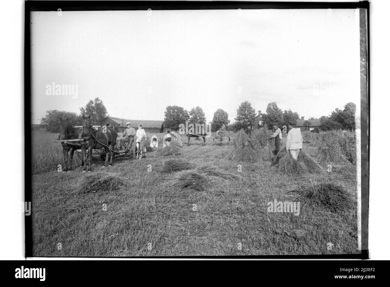 Mowing machine drawn by two horses Stock Photo Alamy