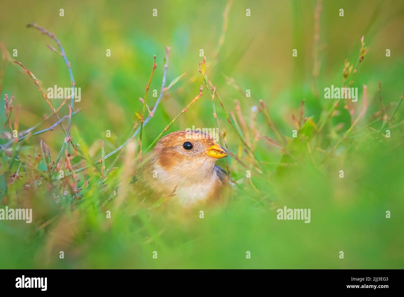 Closeup of a snow bunting, Plectrophenax nivalis, bird foraging in grass Stock Photo