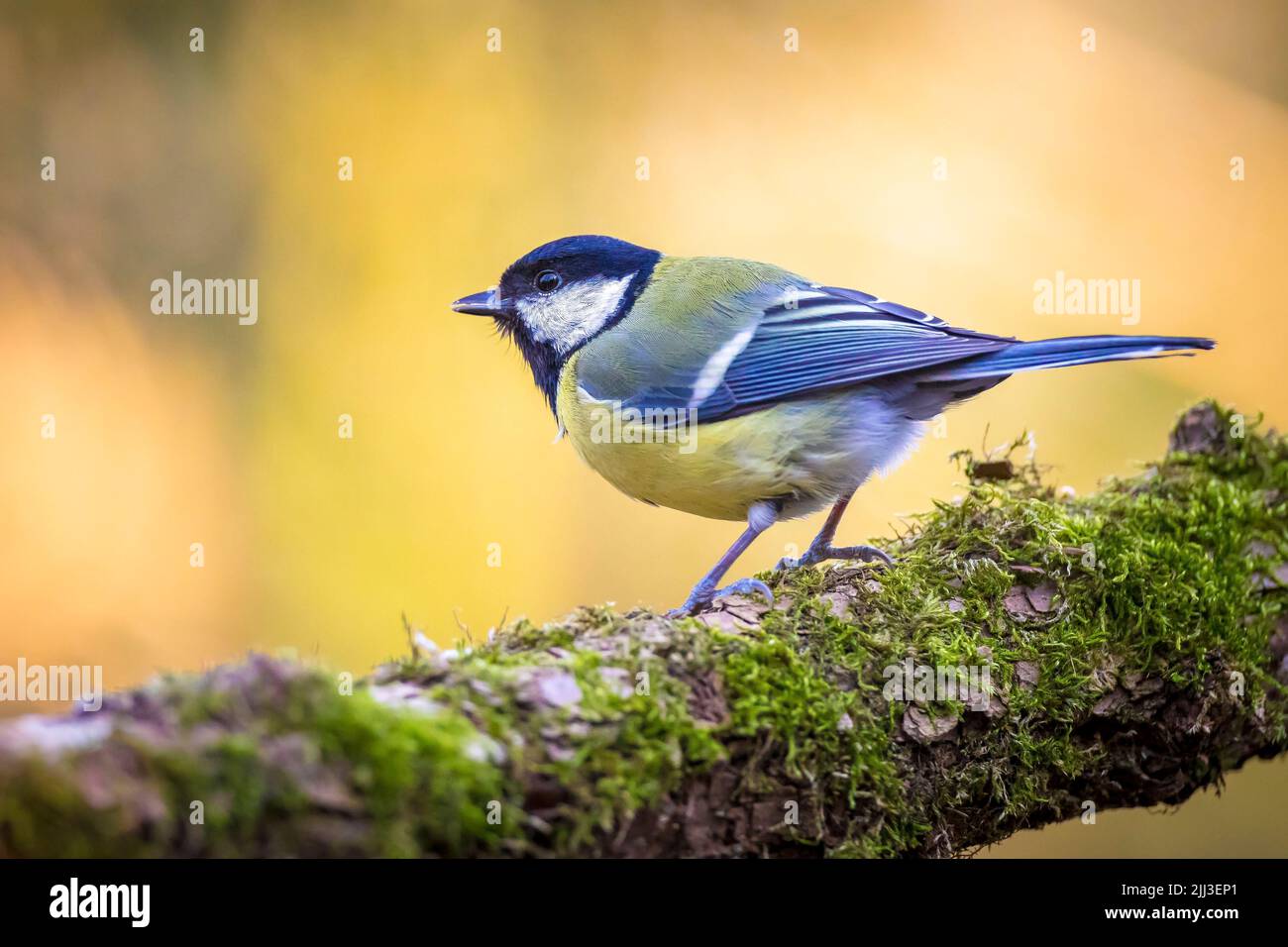 Closeup portrait of a Great tit bird, Parus Major, perched on wood in bright sunlight Stock Photo