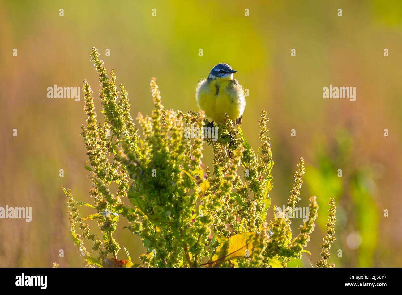 Closeup of a male western yellow wagtail bird Motacilla flava singing in vegetation on a sunny day during spring season. Stock Photo