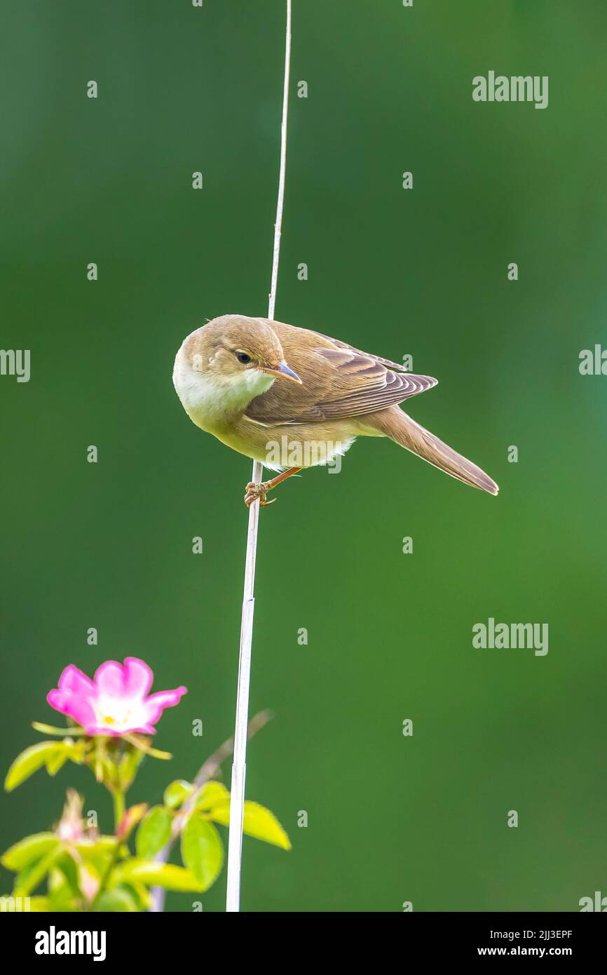 Marsh warbler, Acrocephalus palustris, bird singing in a field with yellow flowers Stock Photo