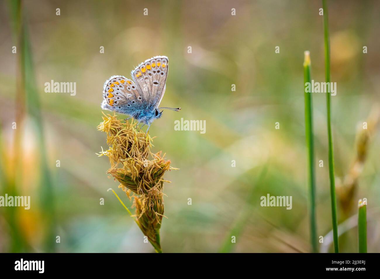 Close up of the brown argus butterfly, Aricia agestis, pollinating in a flowers field. Top view, open wings Stock Photo
