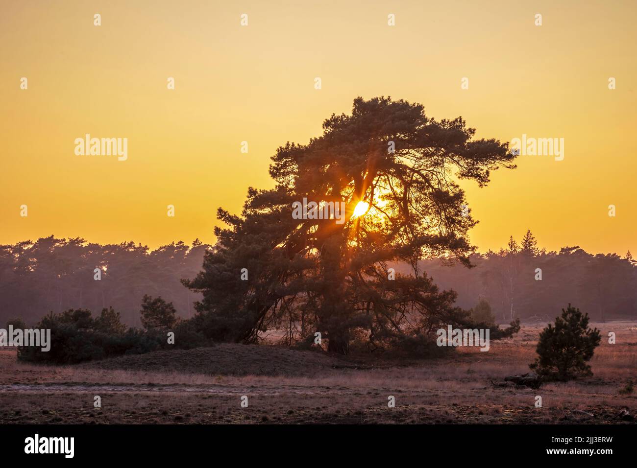 Sunset at the national park the Hoge Veluwe in the Netherlands during the summer. Stock Photo