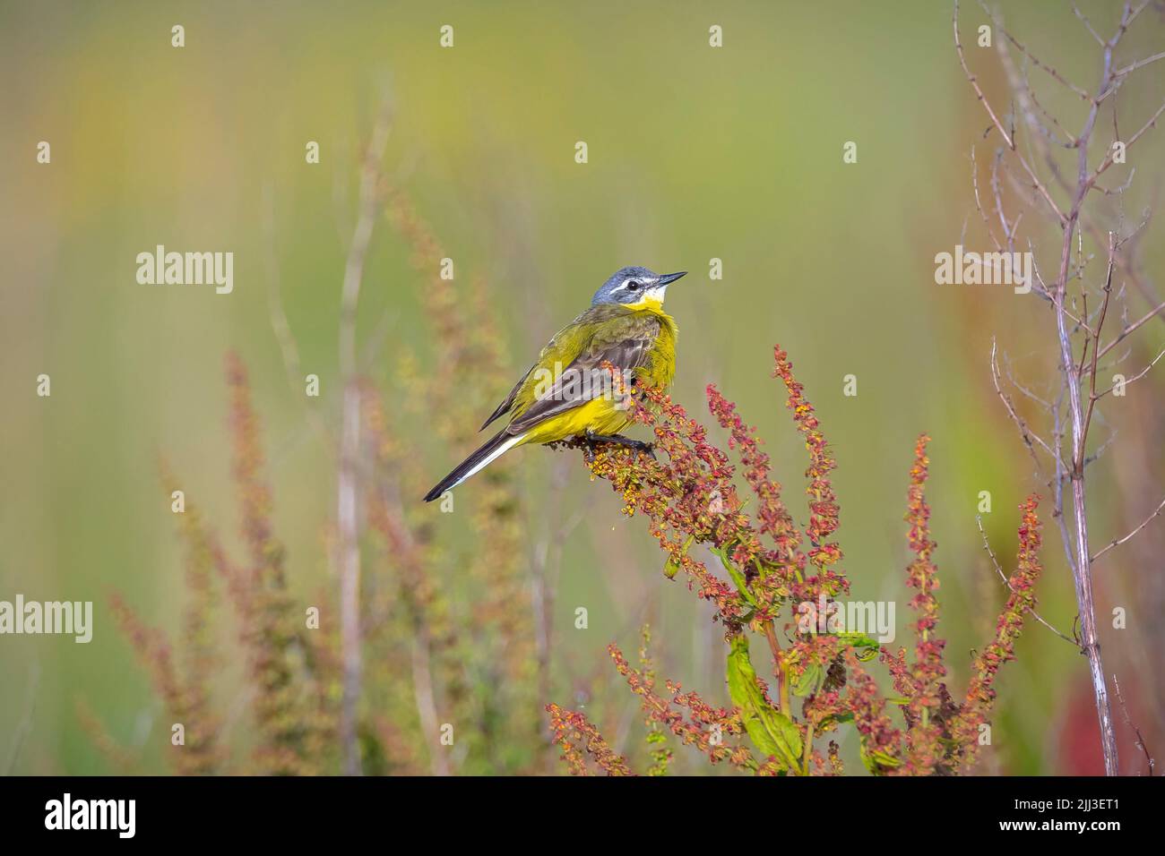 Closeup of a male western yellow wagtail bird Motacilla flava singing in vegetation on a sunny day during spring season. Stock Photo
