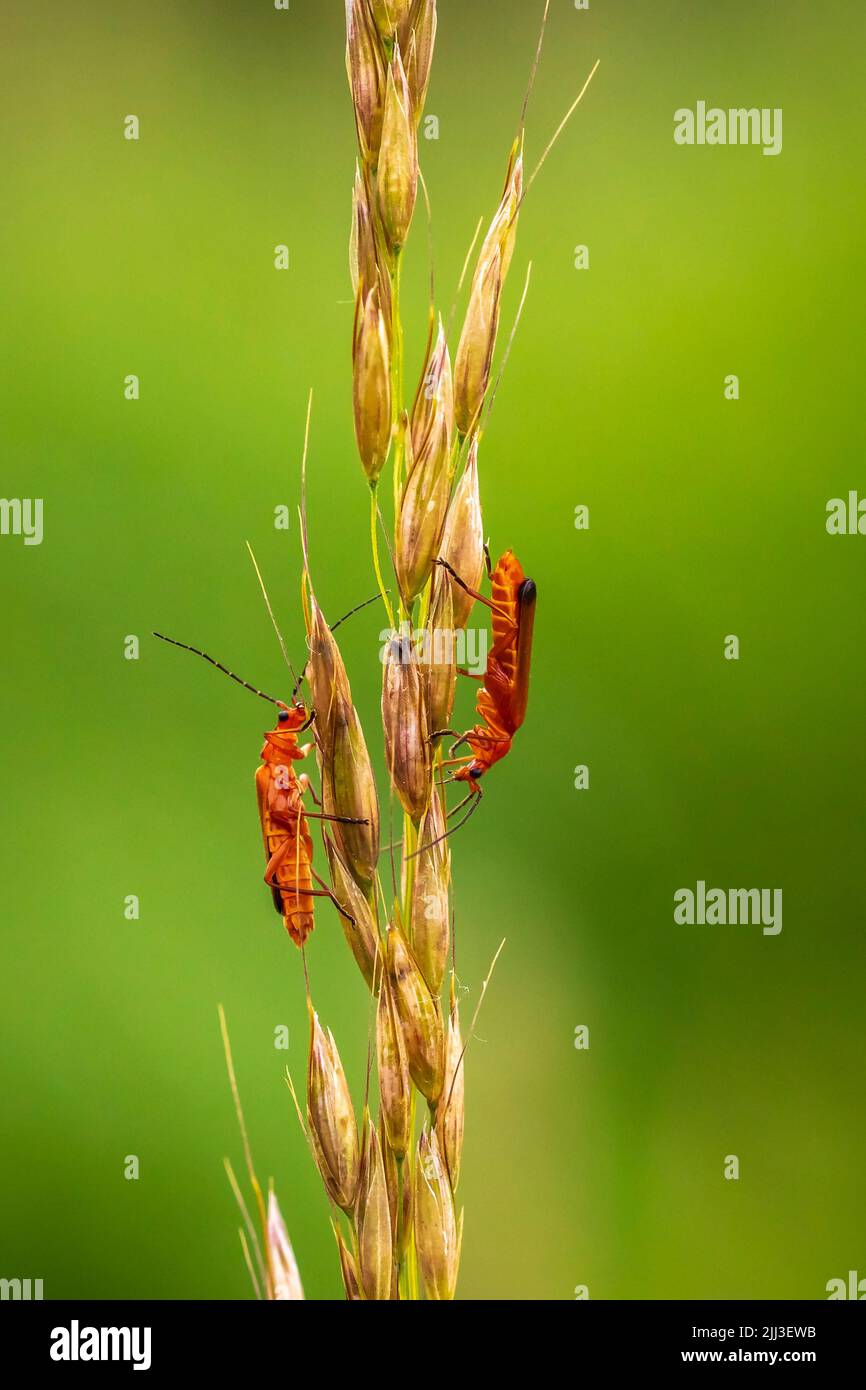 Two common red soldier beetle, Rhagonycha fulva, mating in grass. Stock Photo