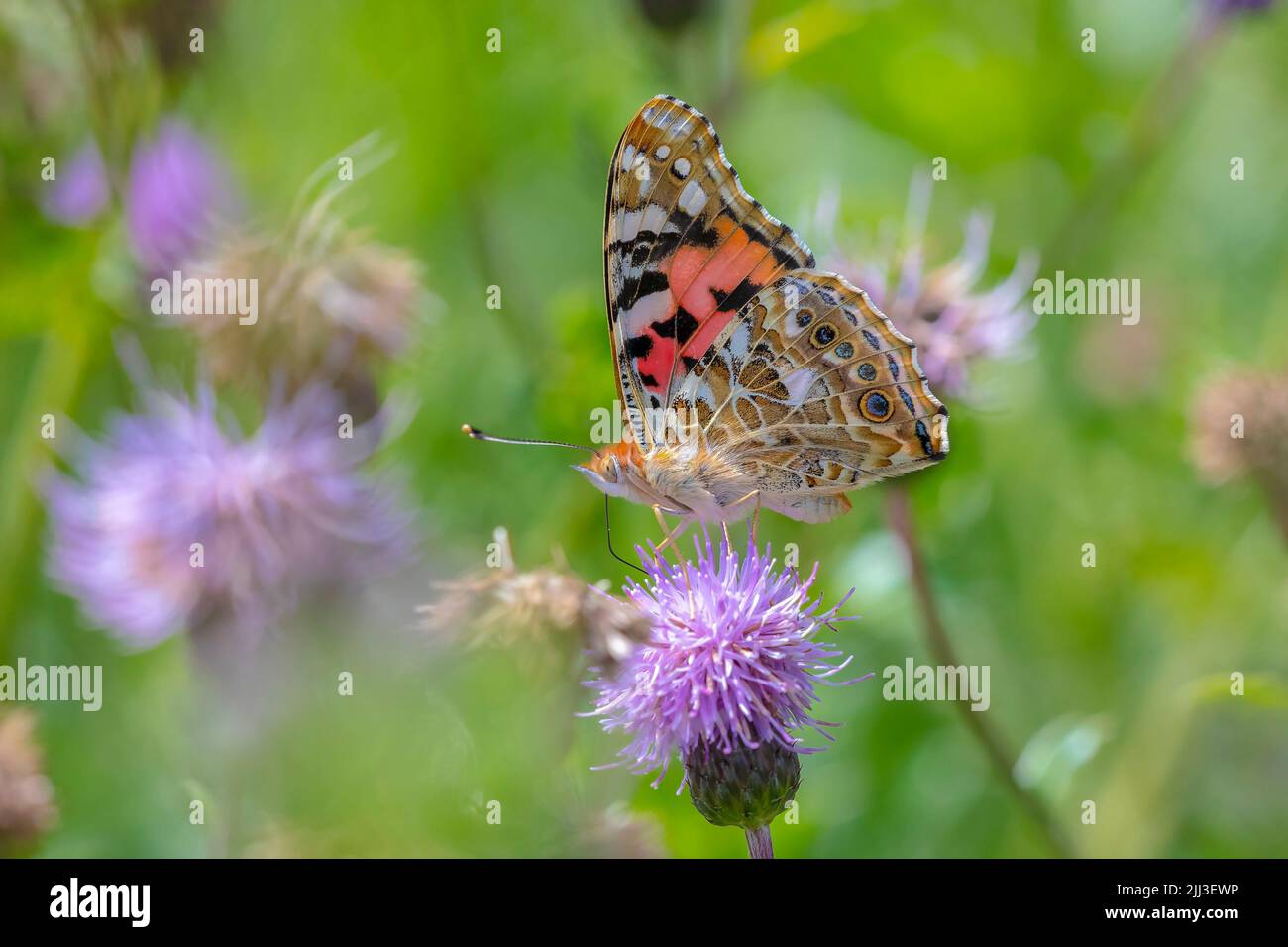Painted Lady butterfly, vanessa cardu, feeding nectar from a thistle. Stock Photo
