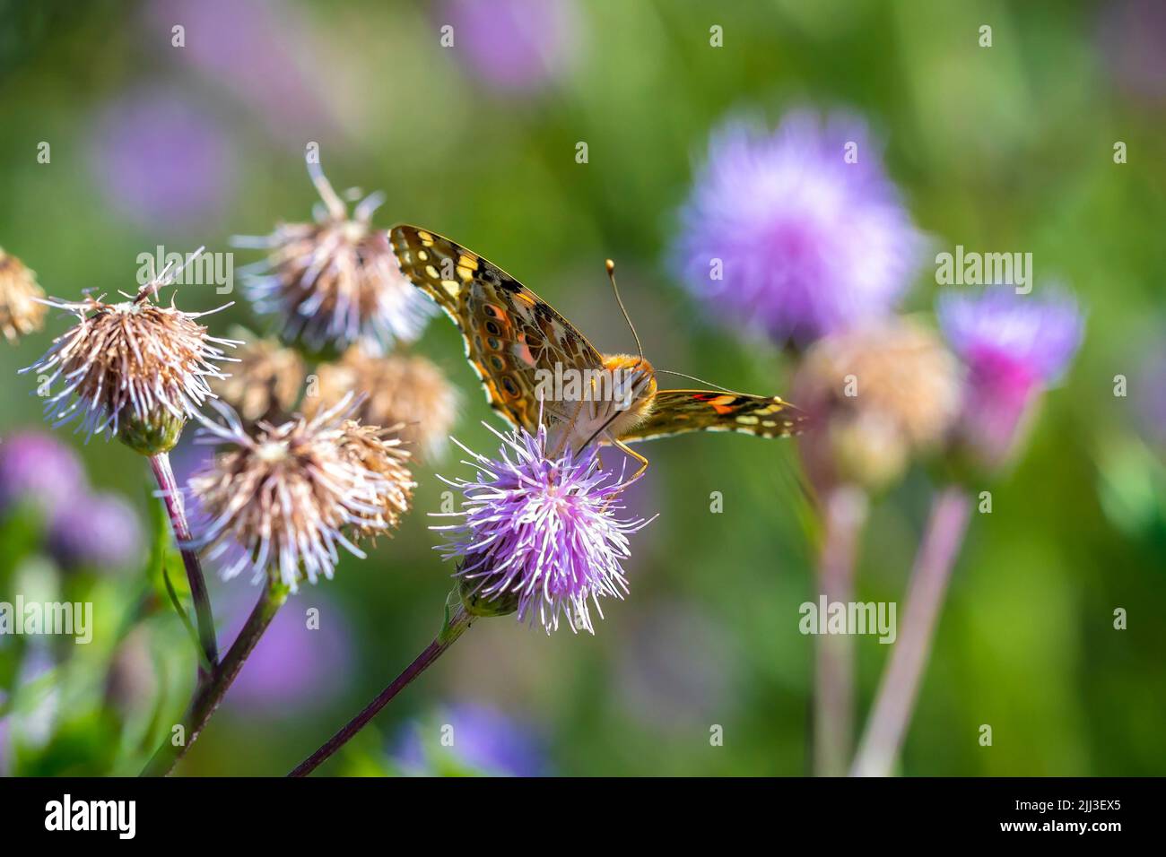 Painted Lady butterfly, Vanessa Cardui, feeding nectar from a thistle. Stock Photo
