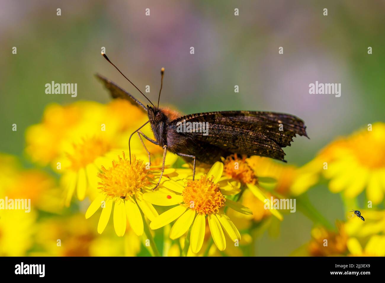 Aglais io, Peacock butterfly feeding on yellow flowers in a meadow. rear view, wings open Stock Photo