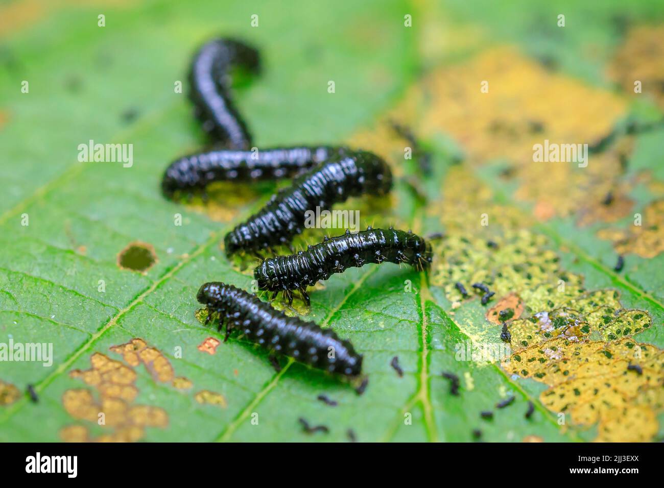 Closeup of a small alder leaf beetle, agelastica alni, caterpillar climbing up on green grass and reeds on a summer day. Stock Photo