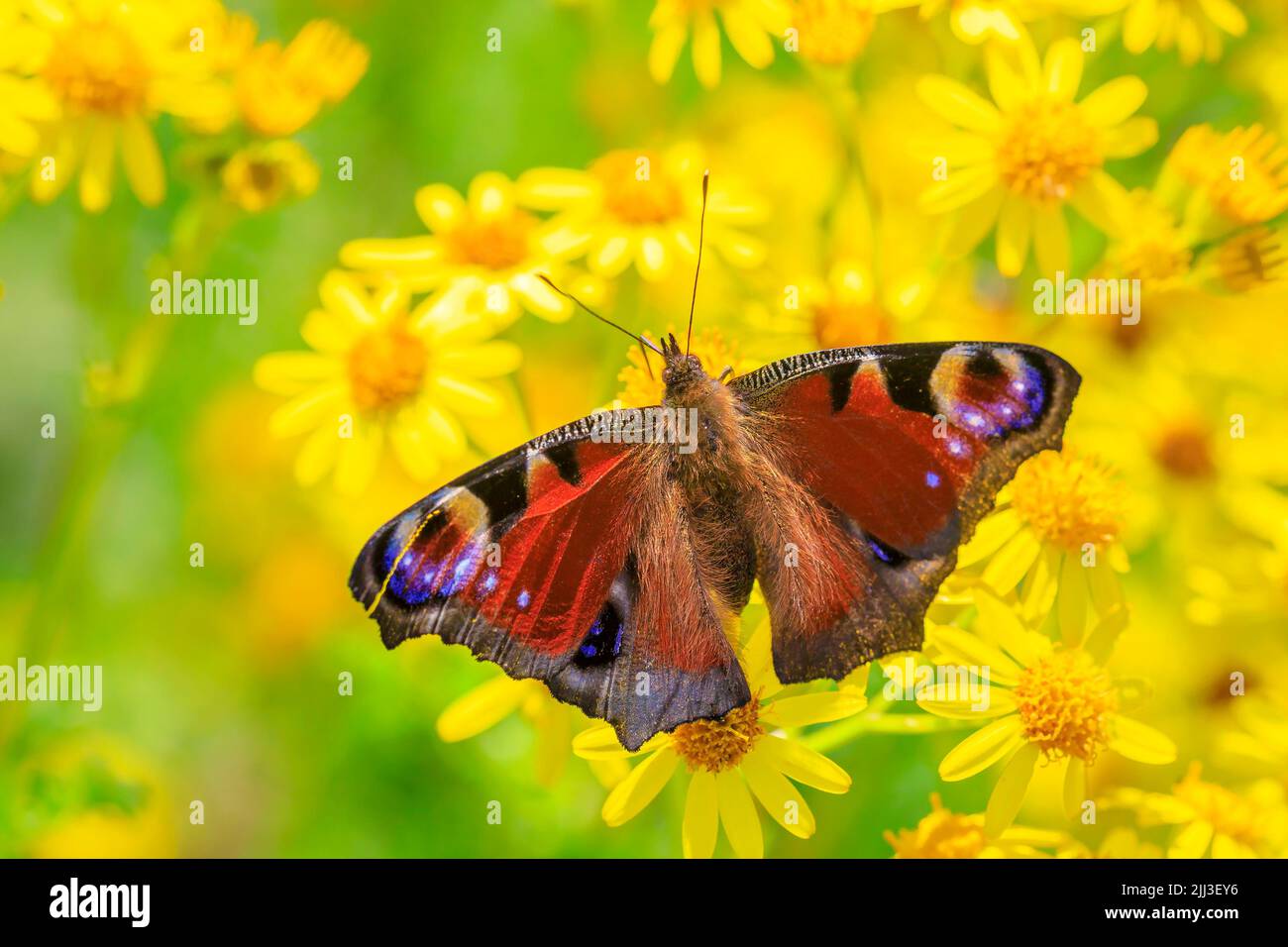 Aglais io, Peacock butterfly feeding on yellow flowers in a meadow. rear view, wings open Stock Photo