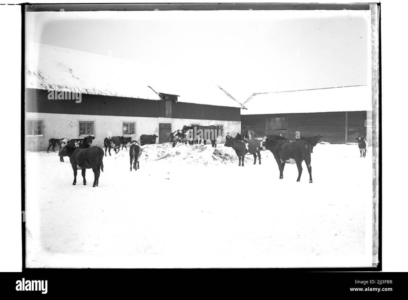 Dyringe farm, economy buildings, cattle.e. Liljedahl Stock Photo