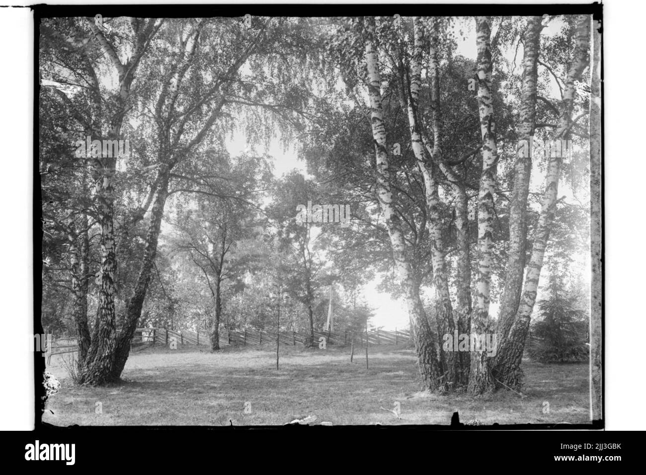 Very old trees Black and White Stock Photos & Images - Alamy