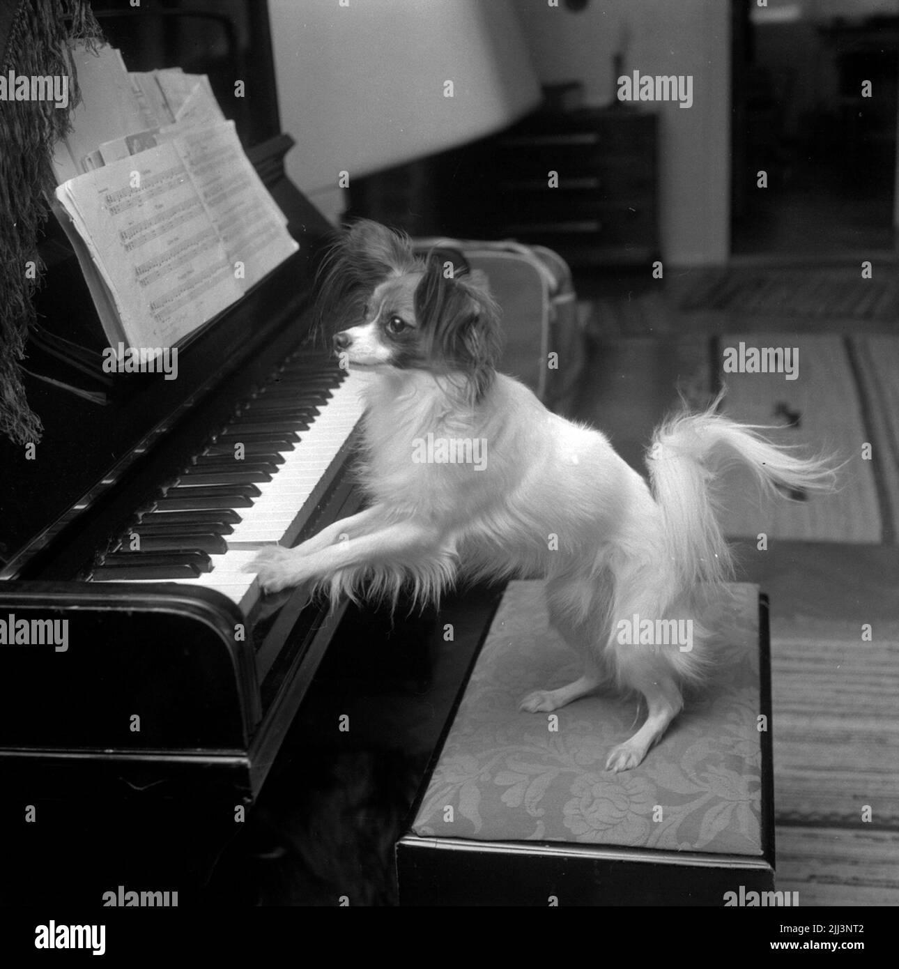 Small group animals Black and White Stock Photos Images Alamy