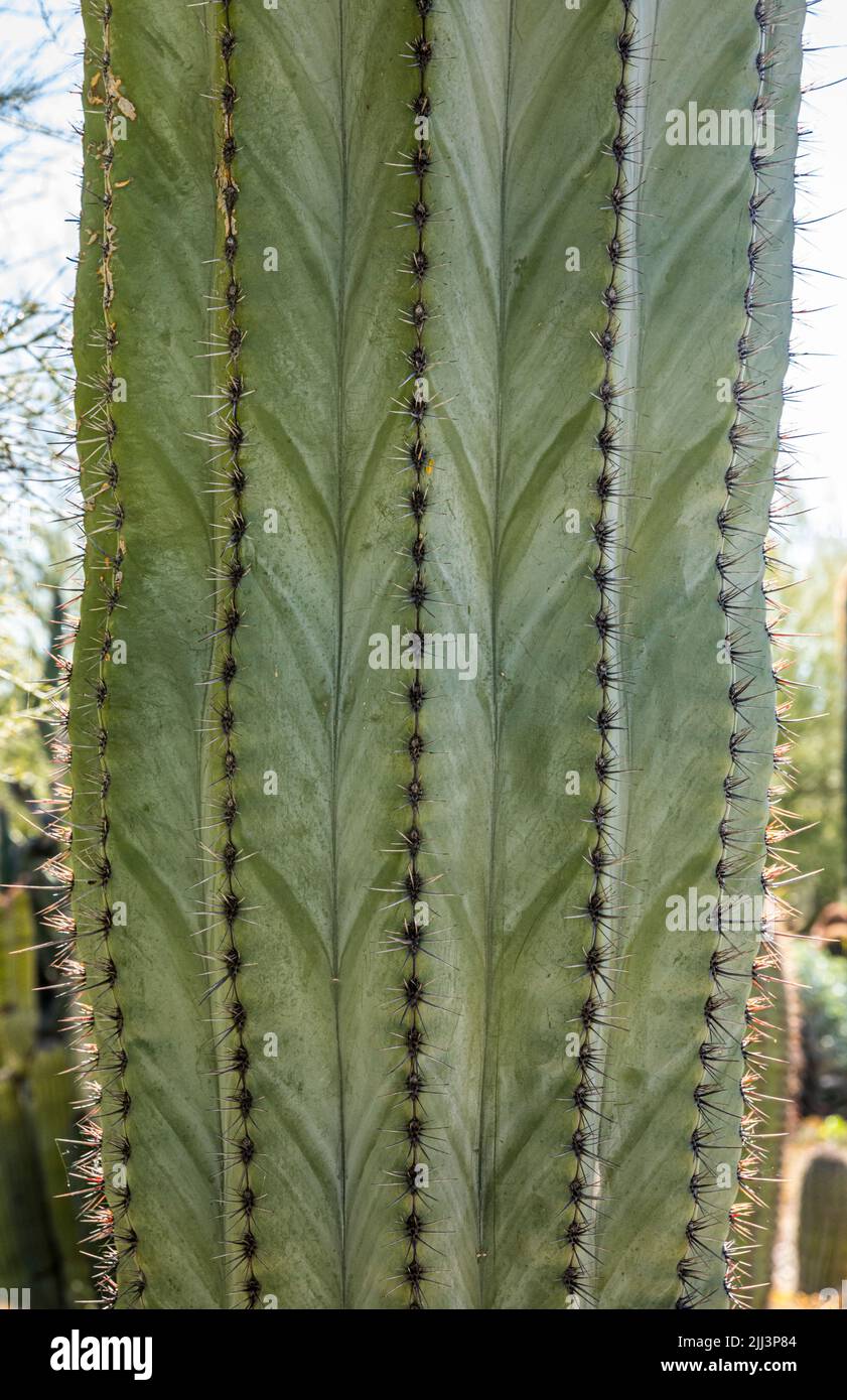Cactus closeup showing the patterns created by the unfolding growth of the plant. Stock Photo