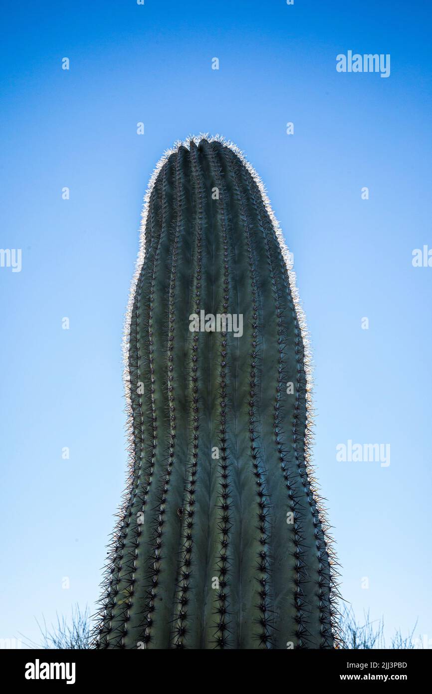 A backlit Saguaro Cactus against a clear blue sky. Stock Photo