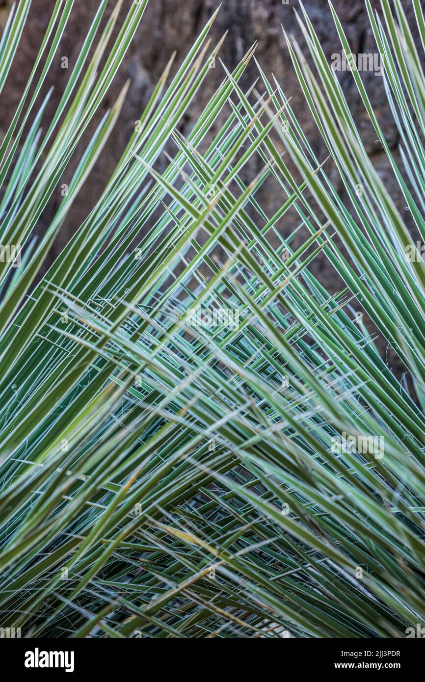Yucca Detail. Stock Photo