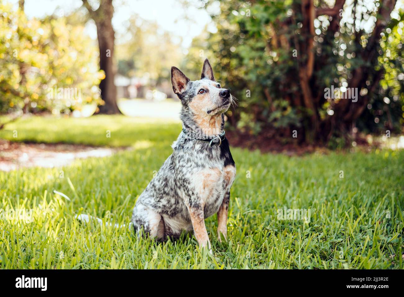 Australian Cattle Dog Blue Heeler sitting in a grassy field at sunset Stock Photo