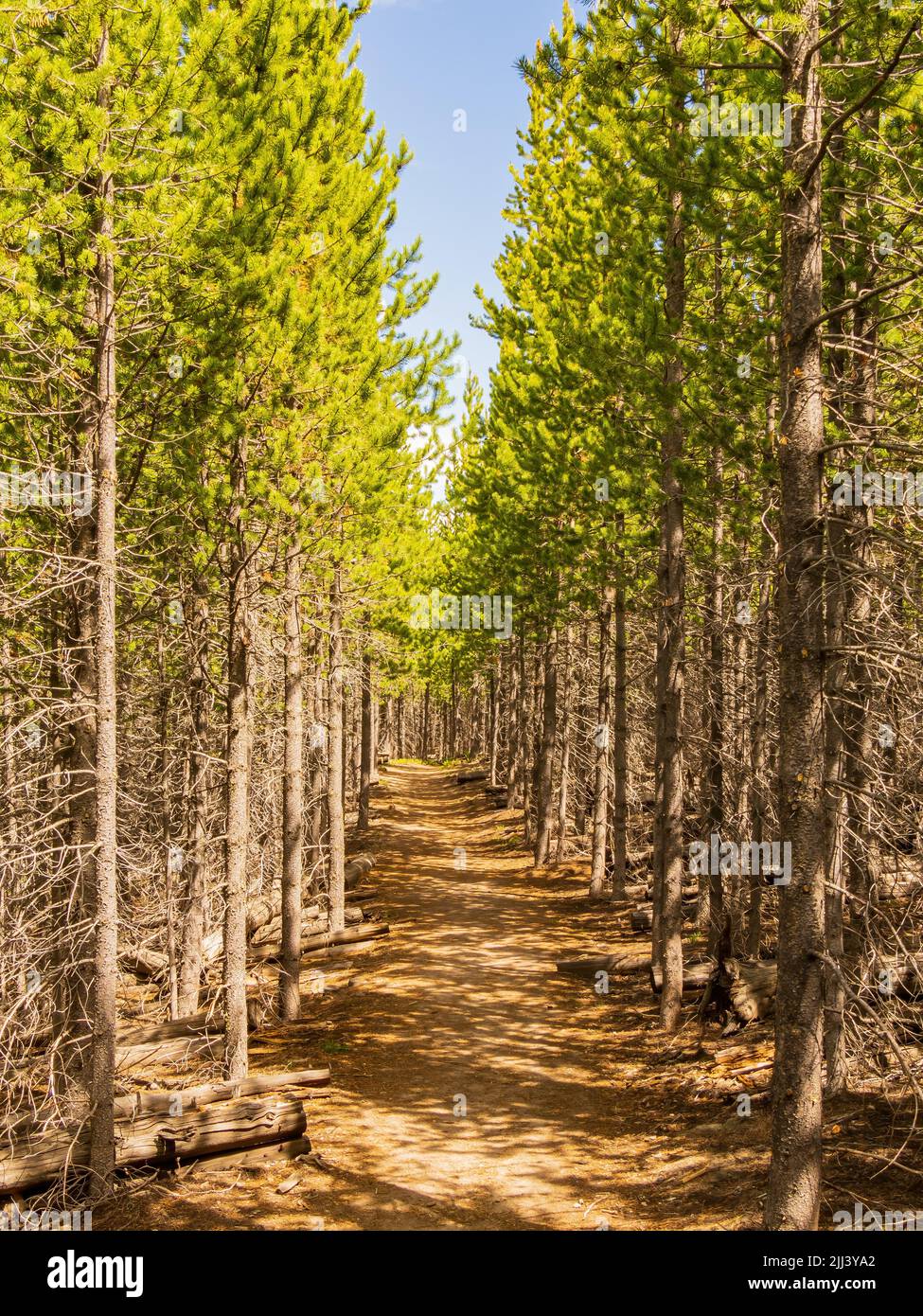 Sunny view of the Duck Lake Trail at Wyoming Stock Photo Alamy