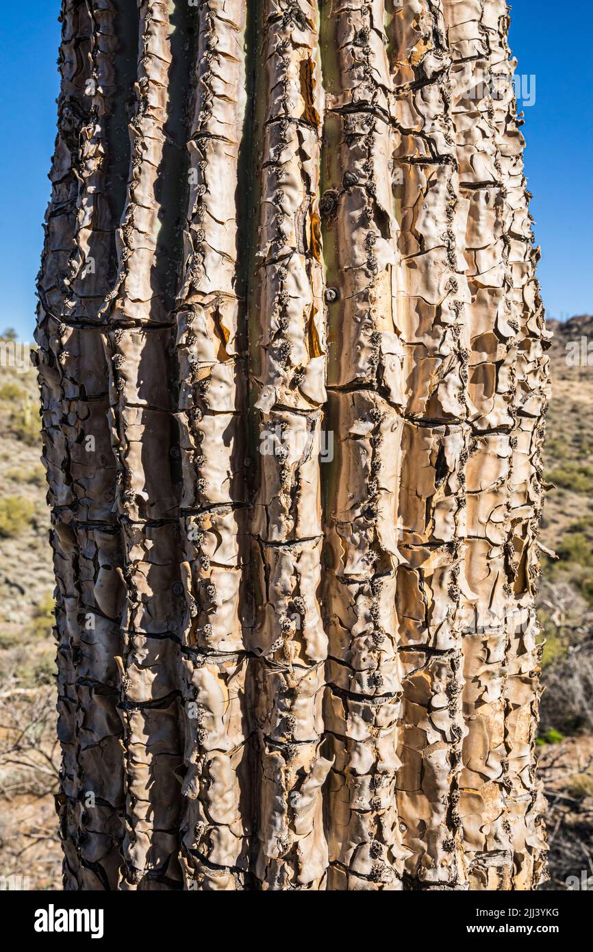 A Saguaro cactus after being burnt in a wildfire. Stock Photo