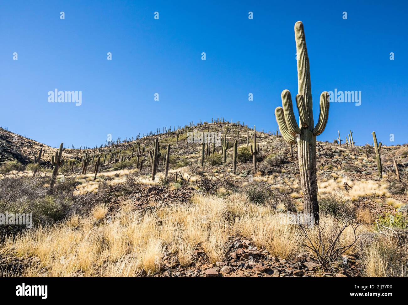 A hillside of Saguaro cactus and other desert plants along the Go John trail in Cave Creek Regional Park, Arizona. Stock Photo