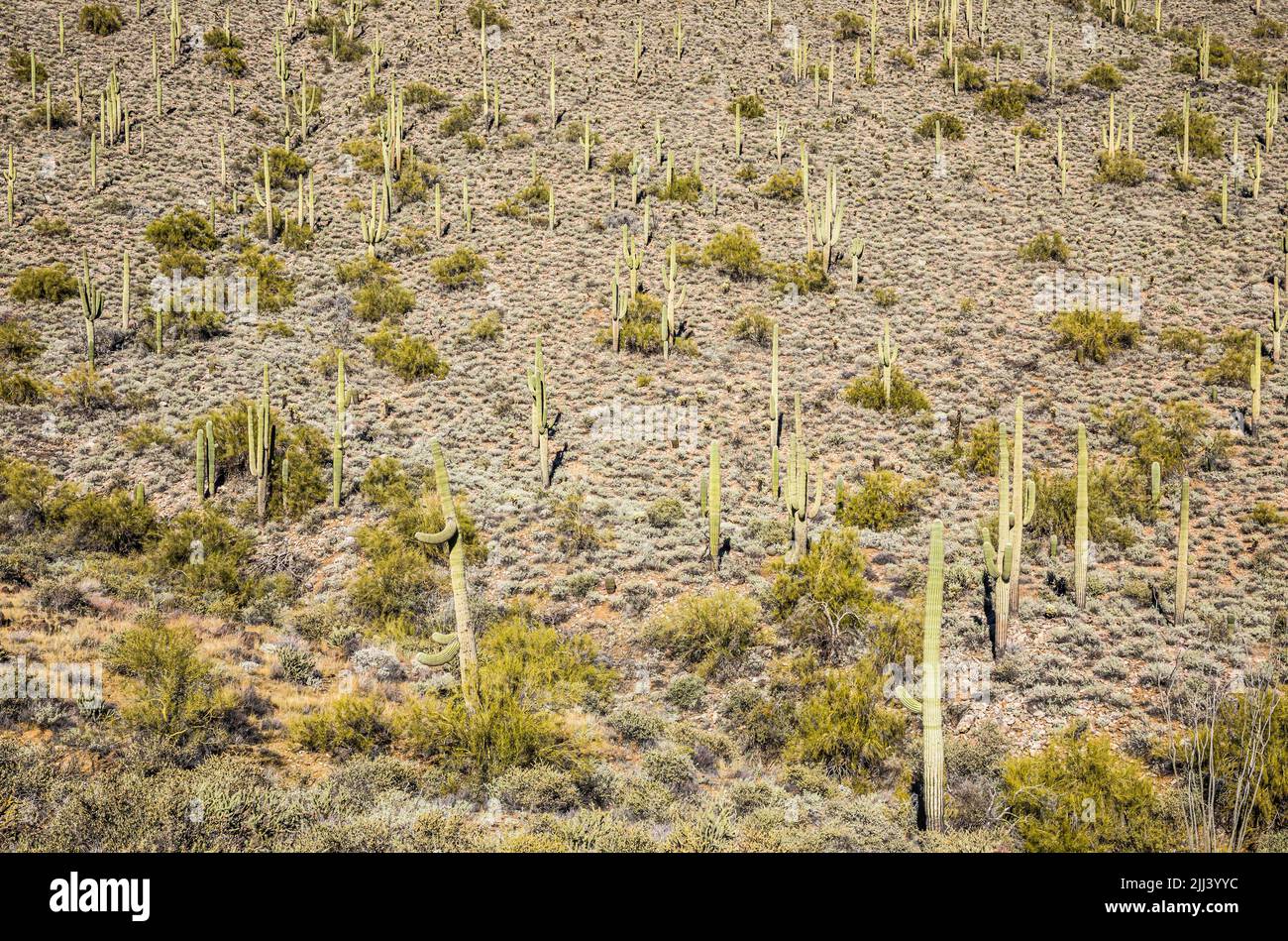 A hillside of Saguaro cactus and other desert plants along the Go John trail in the Cave Creek Regional Park. Stock Photo