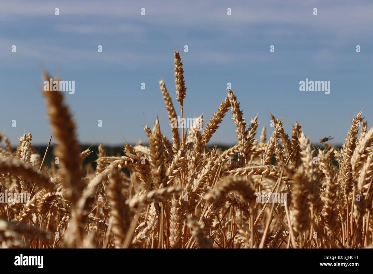 Ears of ripening corn sway in a the breeze, as a wasp takes flight. Stock Photo