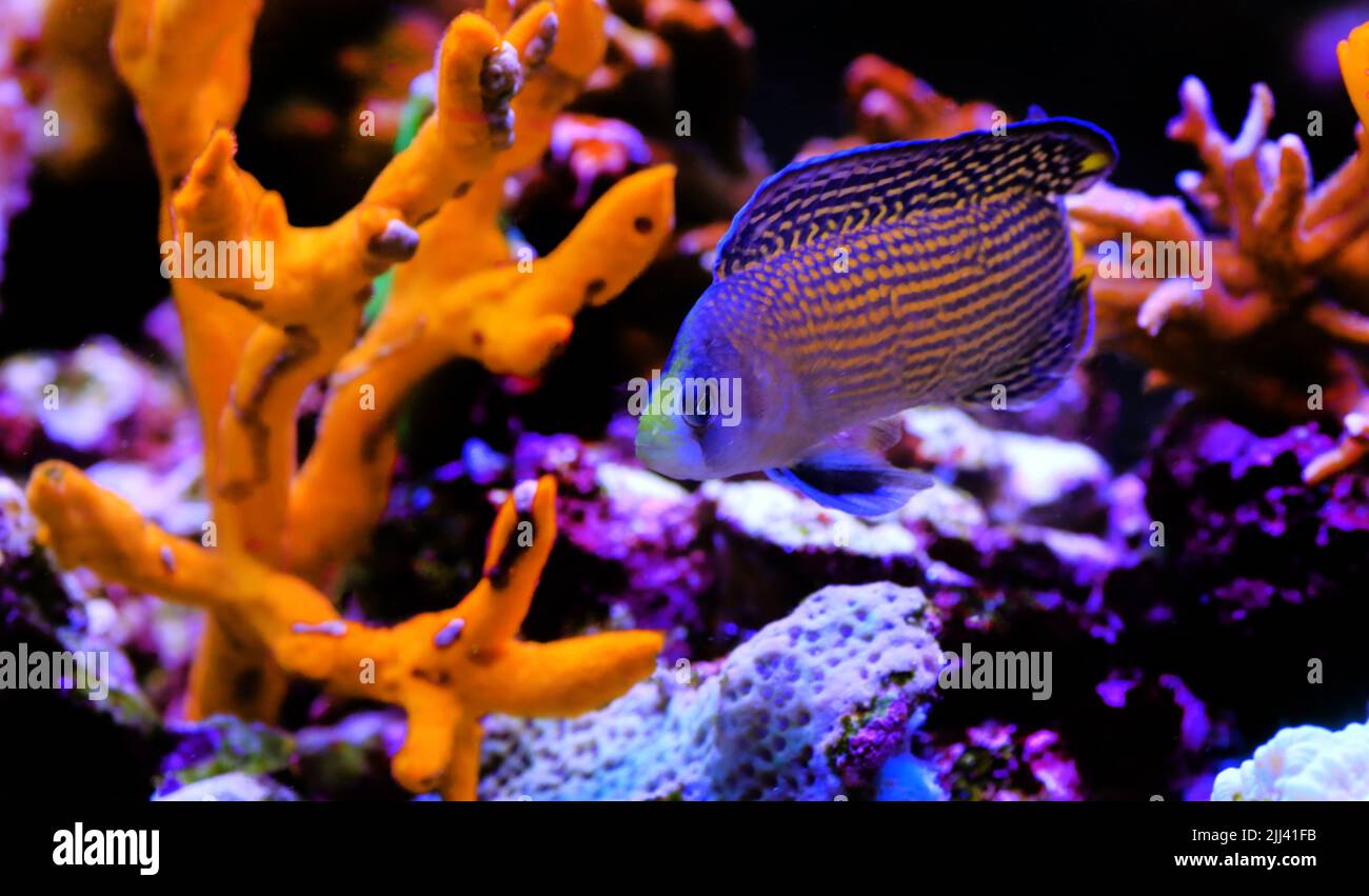 Splendid Dottyback coral reef fish in marine aquarium Stock Photo
