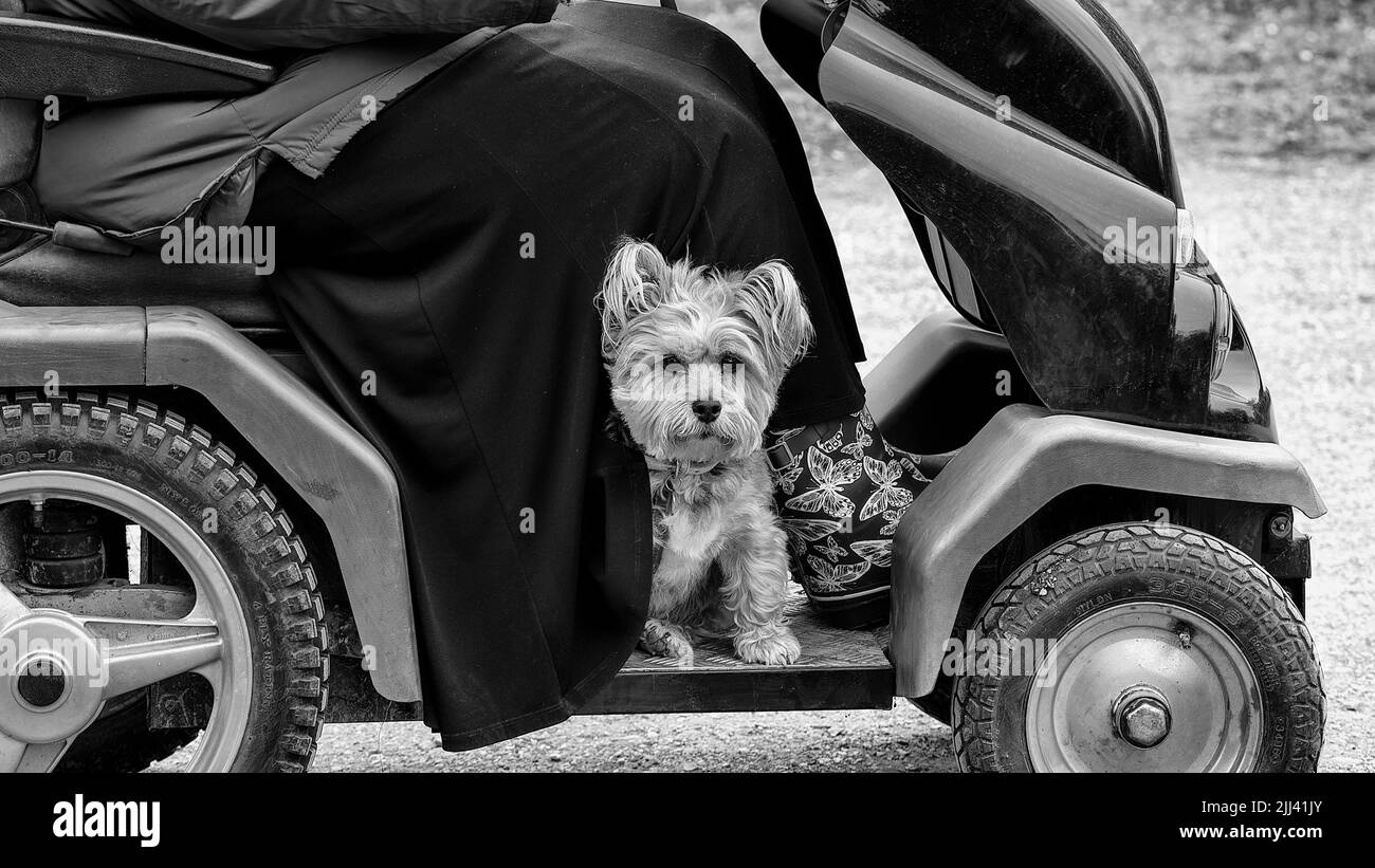Mobility scooter 2025 dog carrier