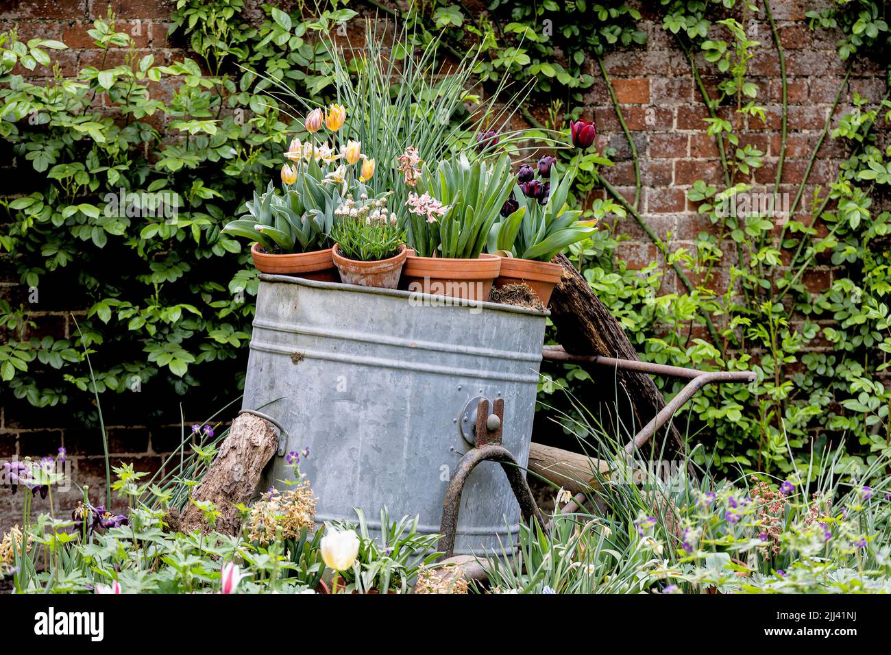 Plants in metal container Audley End House and Gardens Stock Photo