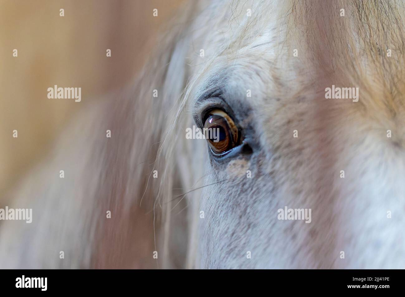 Horse's head, close up of eye Stock Photo