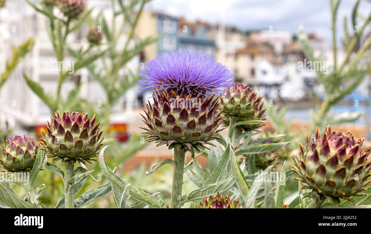 Artichoke thistles on Hastings front Stock Photo