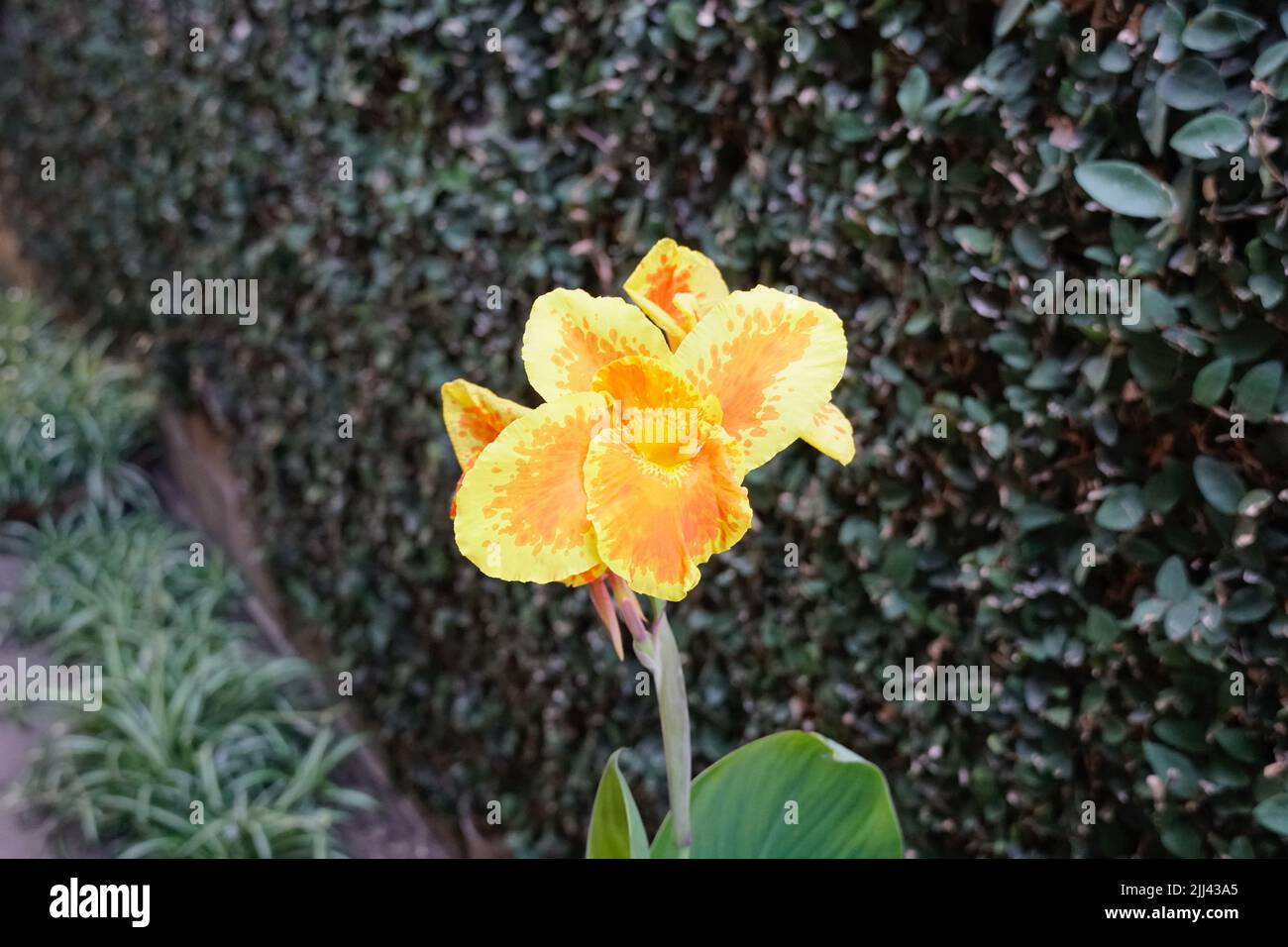 Yellow-Orange  Canna Lily Stock Photo