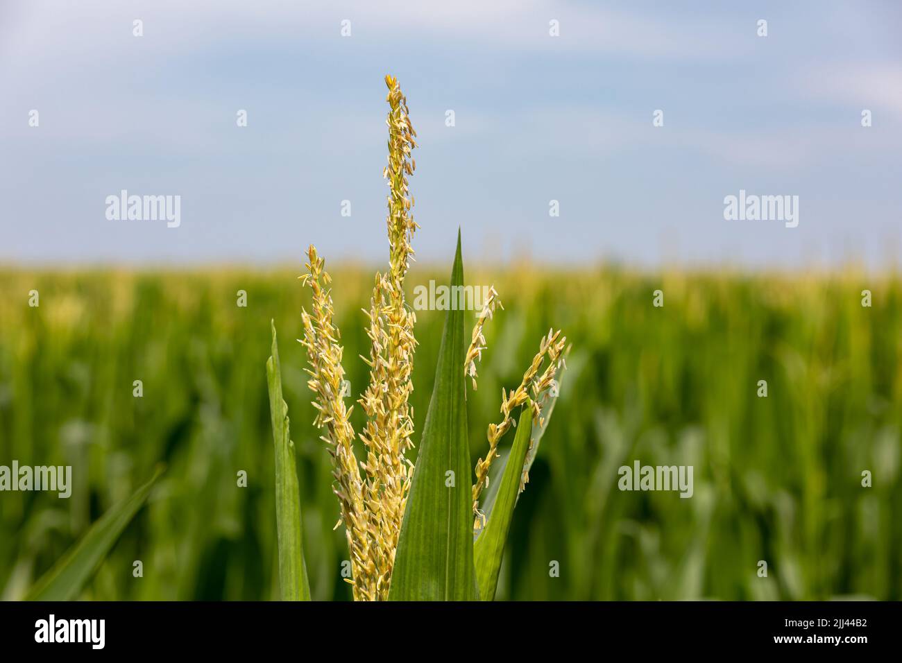 Corn tassel on cornstalk during summer growing season. Farming, agriculture, and ethanol concept. Stock Photo