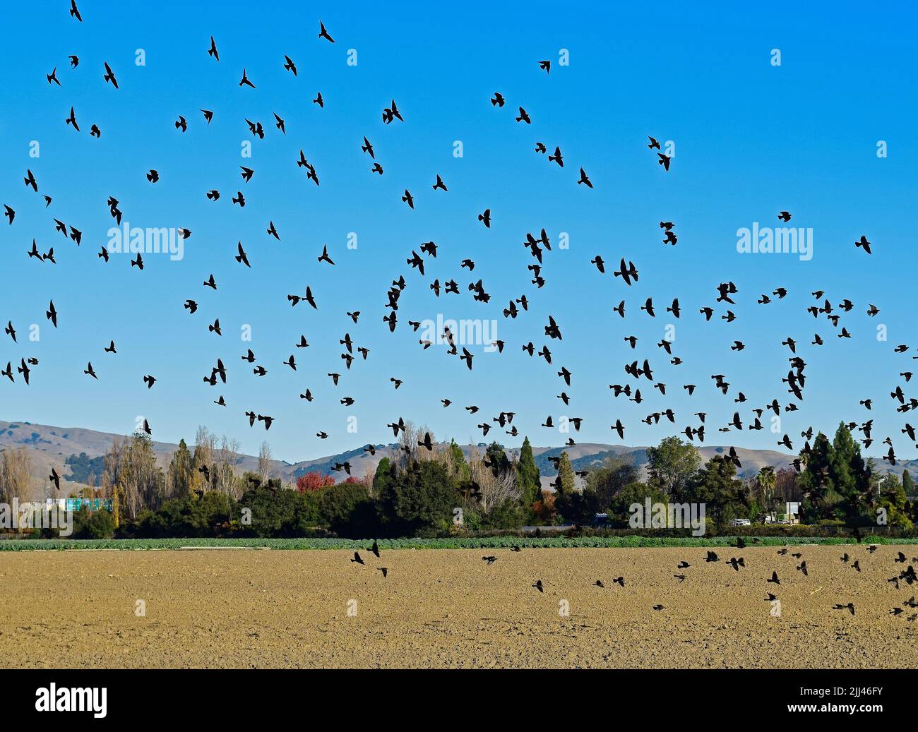 flock of birds over a field at Ardenwood Historic Farm, Fremont, California, USA Stock Photo