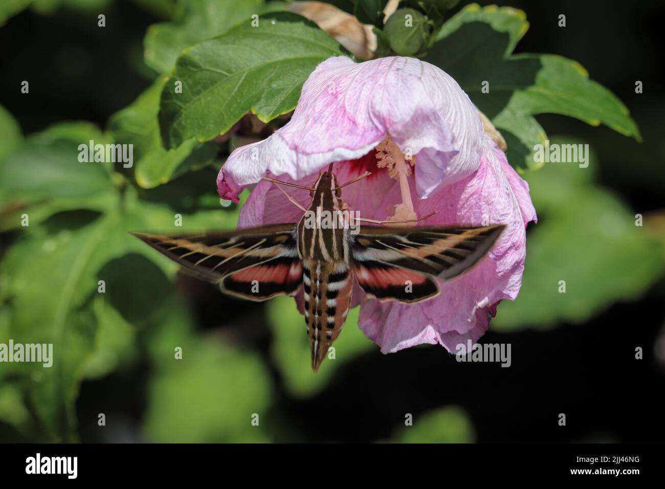 White-lined sphinx moth or Hyles lineata feeding on hibiscus flower at Plant Fair Nursery in Star Valley, Arizona. Stock Photo